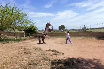 Finca Son Fonto: Pferd auf der Finca.