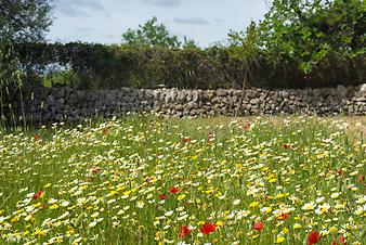 Finca Can Menut: Can Ferrer Menut - Can Menut Cas Concos