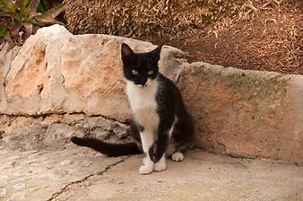 Finca Cas Pages des Pujol: Katzen