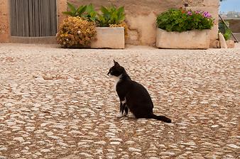 Finca Cas Pages des Pujol: Katzen