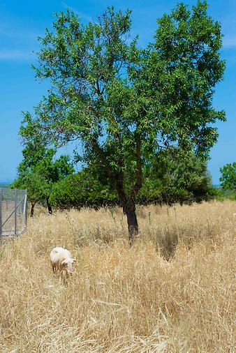 Finca Son Cifre Nou: Schaf