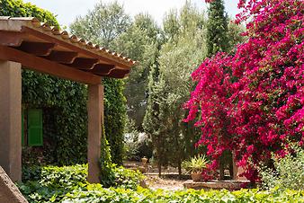 Finca Son Cifre Nou: Bougainvillea