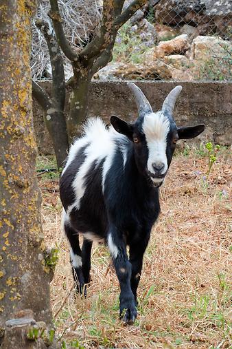 Finca S'Arbocar: Ziegen