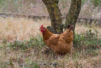 Finca S'Arbocar: Huhn