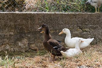 Finca S'Arbocar: Enten und Gänse