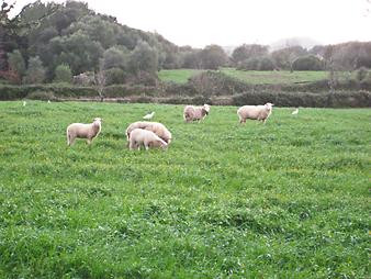 Finca Es Tarongers: Schafe auf der Weide