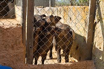 Finca Son Cifre Nou: schwarze Schweine auf Mallorca