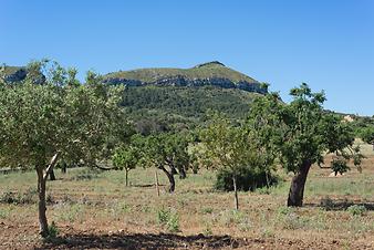 Finca Ses Bitles: Muntanya de Calicant