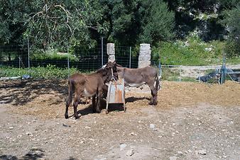 Finca Ses Bitles: zwei Esel