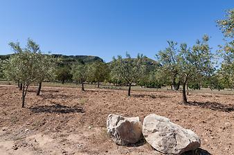 Finca Ses Bitles: Mandelbäume und Schafweiden