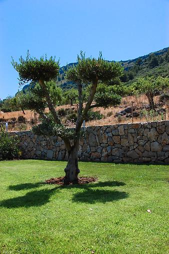 Finca S'Arbocar: Ansicht der Finca