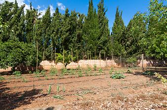 Finca Son Segi: Gemüsegarten