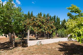 Finca Son Segi: Hühner