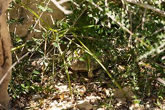 Finca Son Torrat: Schildkröten auf Son Torrat