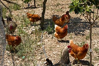 Finca Son Torrat: Frühstückseier