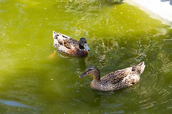 Finca Son Torrat: Zwei Enten im Teich