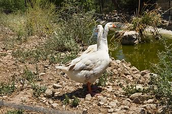 Finca Son Torrat: Zwei Gänse