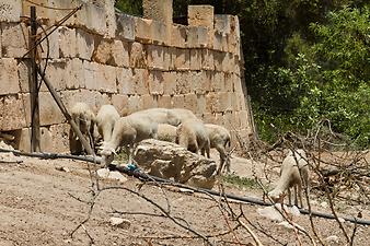 Finca Son Torrat: Schafe der Finca