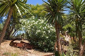 Finca Son Torrat: Im Garten von Son Torrat