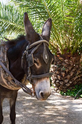 Finca Son Cifre Nou: Eselkutsche auf Mallorca