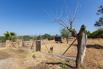 Finca Son Cifre Nou: Das große Ziegengehege