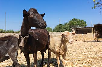 Finca Son Cifre Nou: Ziegen und Schafe