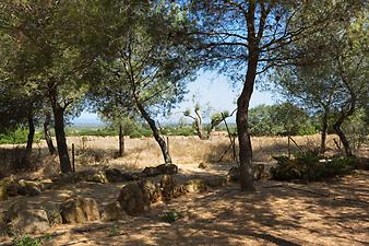 Finca Son Cifre Nou: Tamuntana