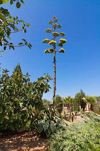 Finca Son Cifre Nou: blühende Agave