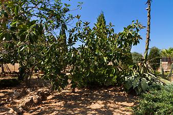 Finca Son Cifre Nou: Agaven - Spargelgewächse