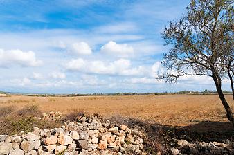 Finca Es Banc d'oli: Umgebung der Finca