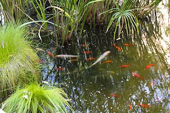 Finca Son Ramonet: Fische