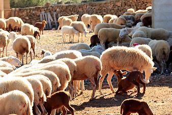 Finca Son Duri Petit: Schafe