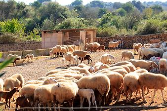 Finca Son Duri Petit: Schafe weiden in der Nachbarschaft.