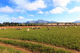 Finca Can Pere Rei: Schafe auf der Weide