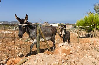 Finca Sa Gruta Vella: Apolonia und Eselbaby