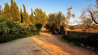 Finca Son Cifre Nou: Abends