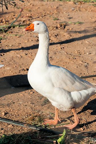 Finca Sa Gruta Vella: Gänse