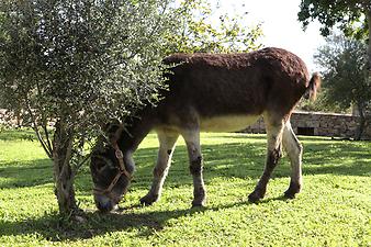 Finca Sa Gruta Vella: Der Esel