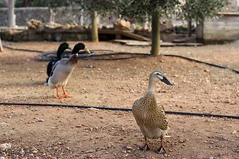 Finca Sa Gruta Vella: Enten auf Sa Gruta Vella