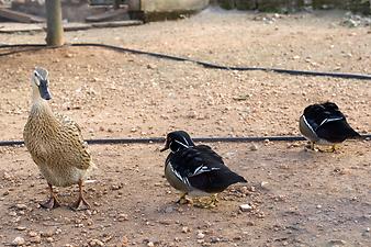 Finca Sa Gruta Vella: Enten