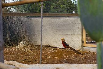 Finca Sa Gruta Vella: Goldfasan auf Sa Gruta Vella