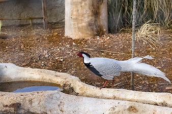 Finca Sa Gruta Vella: Silberfasan