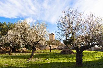 Finca Es Moli d'en Llull: Mandelblüte