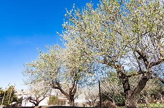 Finca Es Moli d'en Llull: Ansicht der Finca