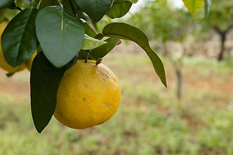 Finca Ses Cases de son Duri: Zitronen auf der Finca