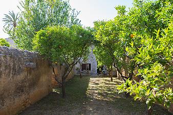 Finca Es Pla de Llodra: Orangen