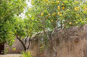 Finca Es Pla de Llodra: Zitronen in Hülle und Fülle