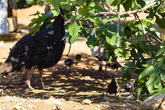 Finca Sa Gruta Vella: Und das sind die Küken der Truthähne. Sie sind sogar groß geworden, was recht schwierig ist.