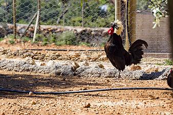 Finca Sa Gruta Vella: Tiere auf Sa Gruta Vella