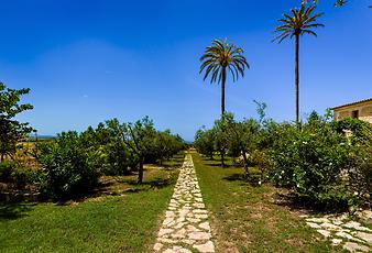 Finca Es Pla de Llodra: Finca Casa Flor Manacor